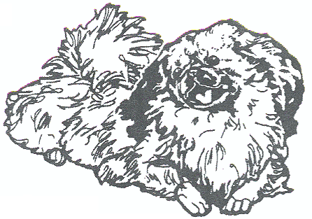 pekingese_3d.gif